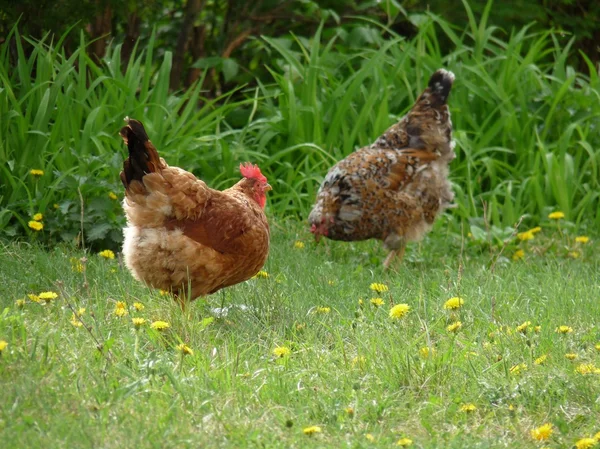 Två kyckling — Stockfoto