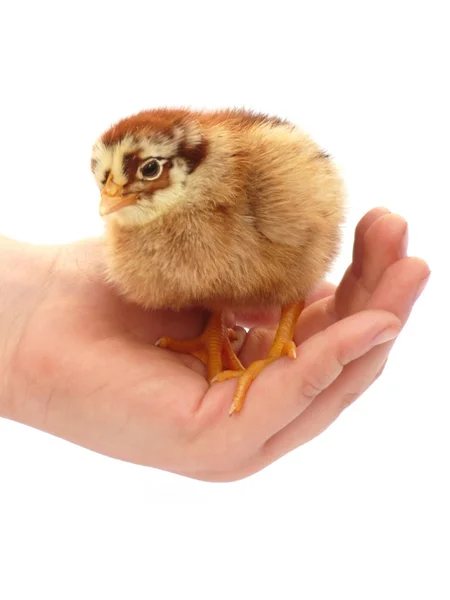Курица на руке — стоковое фото