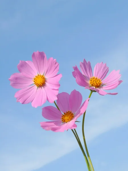 空の美しい空間の背景に 3 つの花. — ストック写真