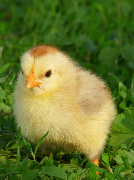 Kuře v trávě — Stock fotografie