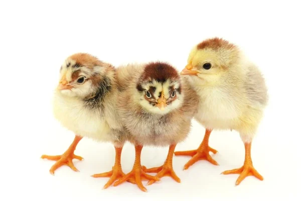 Tres pollos blancos. Aislamiento . — Foto de Stock
