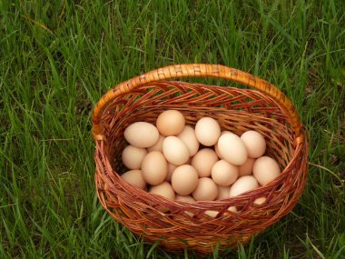 Yeşil çimenlerin üzerinde hasır sepet tavuk ve yumurta