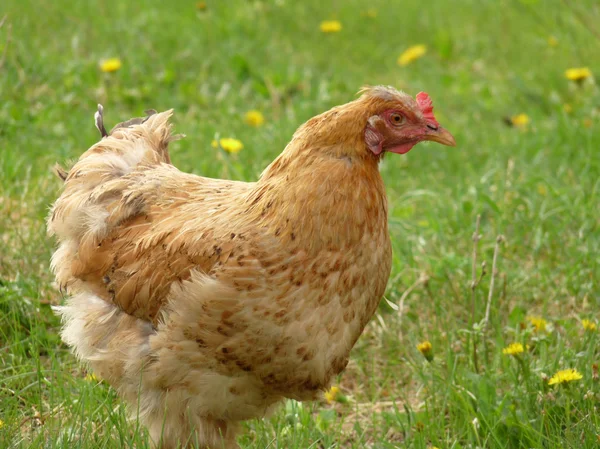Hermoso pollo en el césped — Foto de Stock
