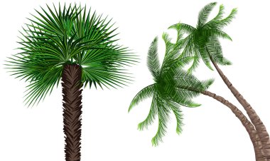 Palm-trees clipart