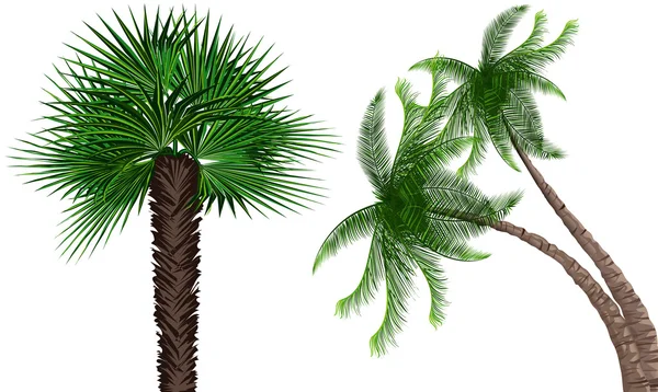 Alberi di palma — Vettoriale Stock