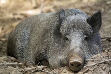 Wild Boar ( Sus scrofa ) clipart