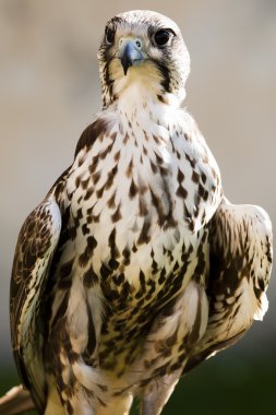 Ulu doğan (Falco cherrug)