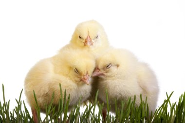 Three Sleeping Chicks clipart