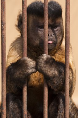Monkey in cage clipart