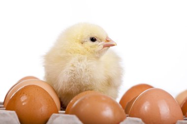 Baby chick on eggs in egg carton