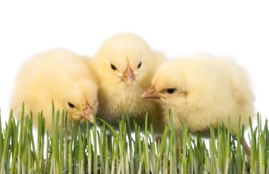 Young Chicks in grass clipart