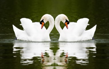 Swans clipart