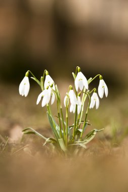 Snowdrops (Amaryllidaceae) clipart