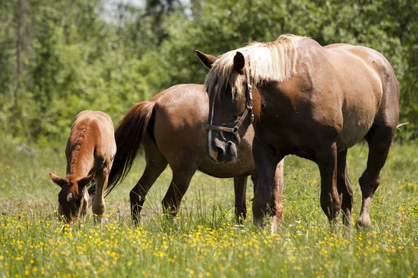 Horse on the pasture — Stock Photo, Image