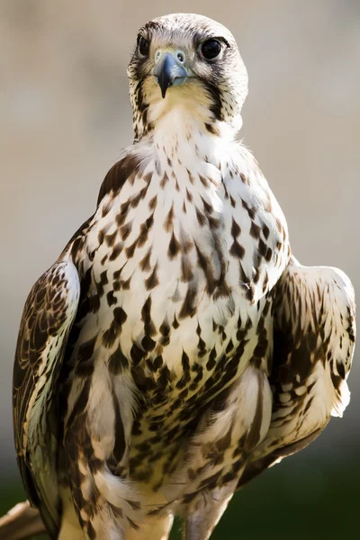 Falco panettiere (Falco cherrug ) — Foto Stock
