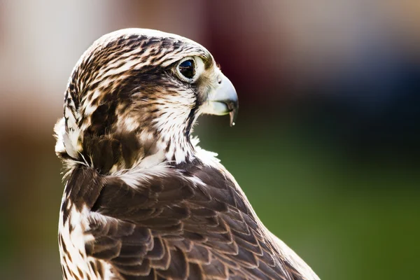 Halcón sacre (Falco cherrug ) — Foto de Stock