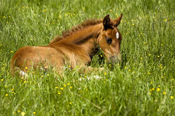Foal laying in pasture — Stock Photo, Image