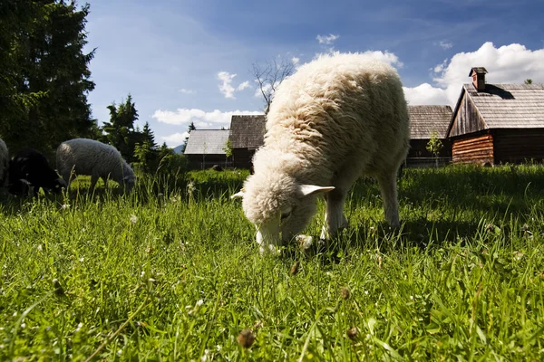 Old village with sheep — Stock Photo, Image