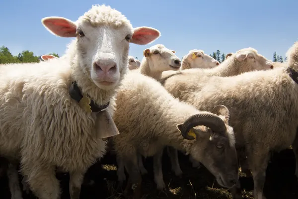 Livestock farm - herd of sheep — Stock Photo, Image