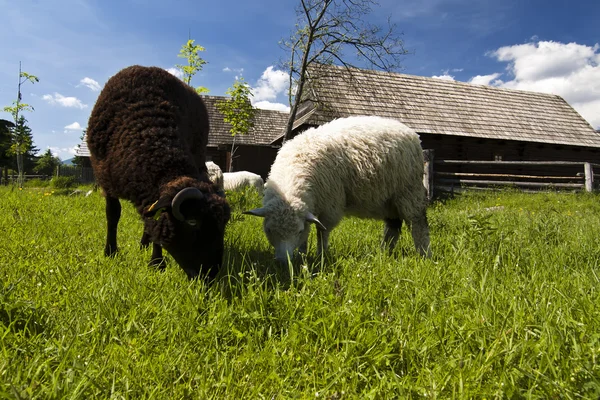 Desa Slowakia tradisional dengan domba-domba — Stok Foto