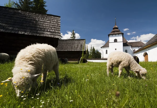 Altes Dorf mit Schafen — Stockfoto