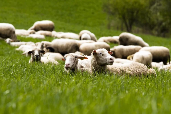 草地上的羊群 — 图库照片