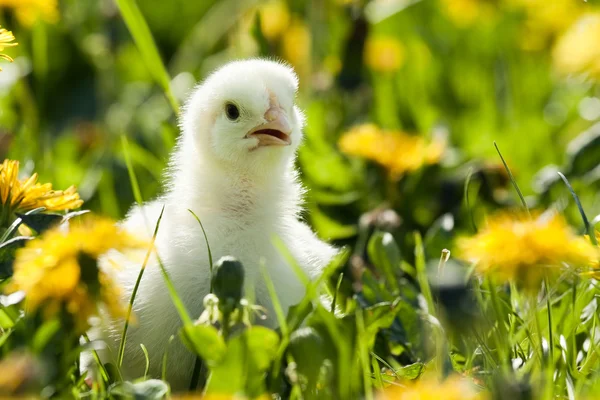 Молодой цыпленок в траве — стоковое фото
