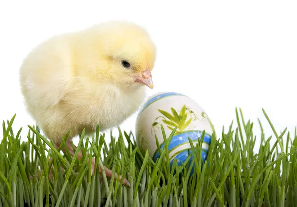 Курица с покрашенным яйцом — стоковое фото