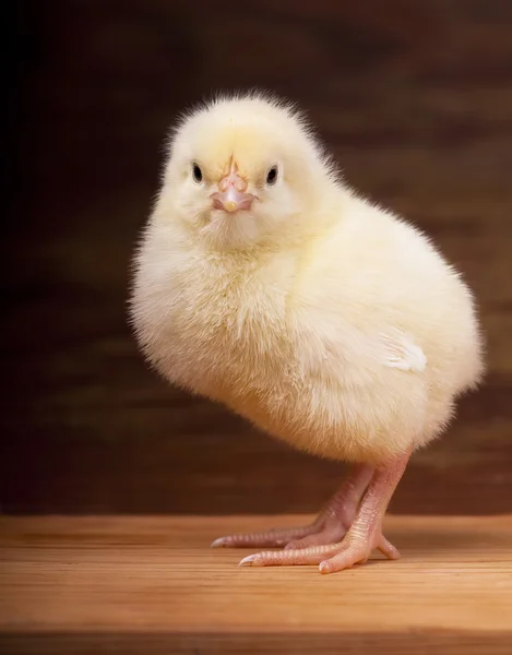 Baby kuře — Stock fotografie