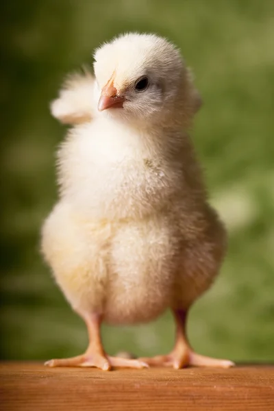 Bébi csirke — Stock Fotó