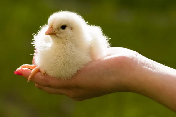 Chicken in hand — Stock Photo, Image