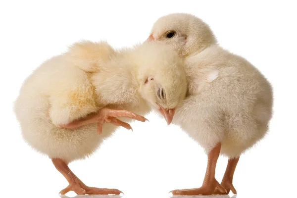 Baby chicks — Stock Photo, Image