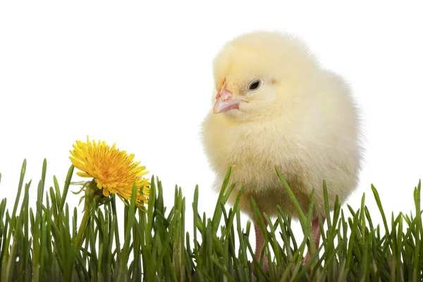 Chick in grass with dandelion — Stock Photo, Image