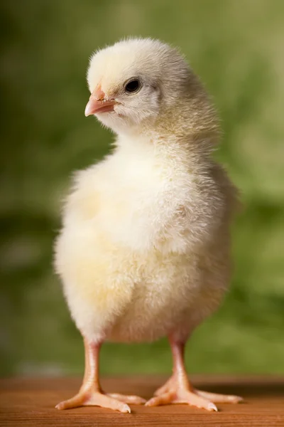 Dziecko kurczaka — Zdjęcie stockowe