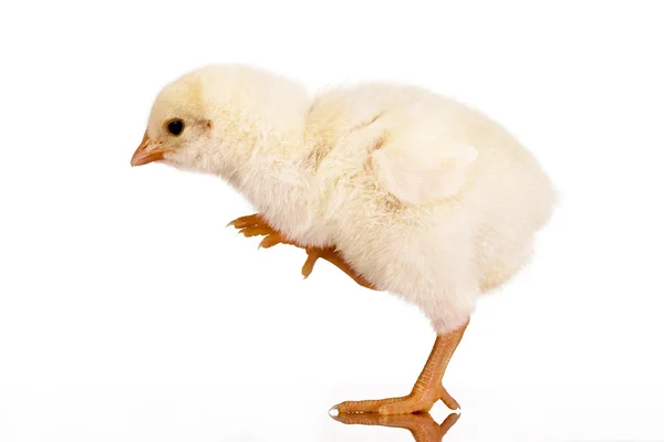 Цыпленок — стоковое фото