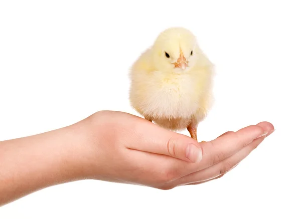 Kyckling i hand — Stockfoto