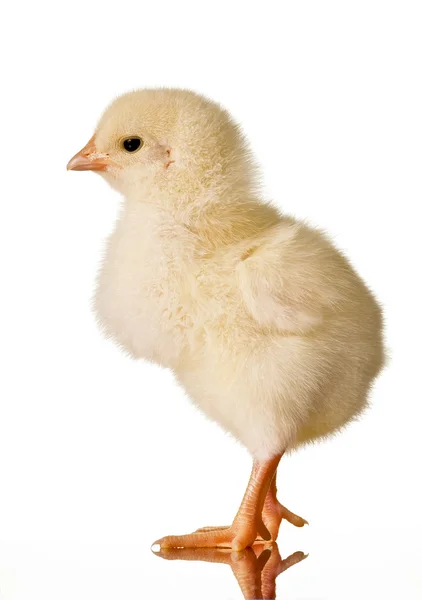 Κοτόπουλο μωρό — Φωτογραφία Αρχείου