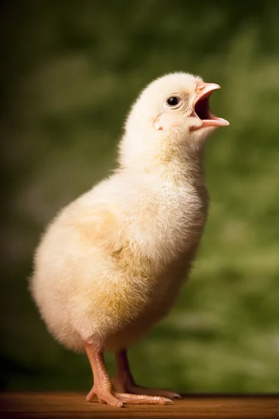 Pollo bebé — Foto de Stock