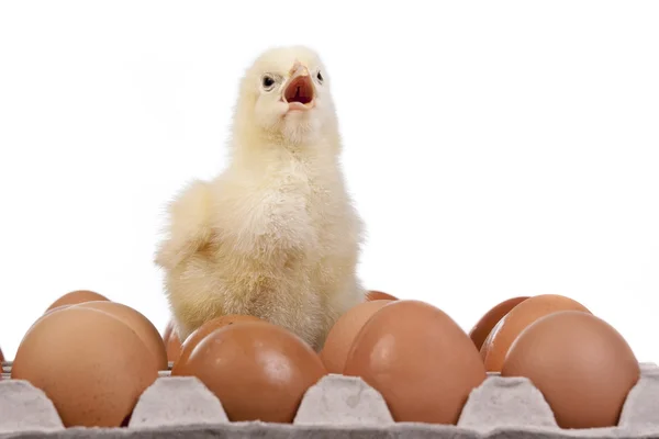 Pulcino su uova in scatola di uova — Foto Stock