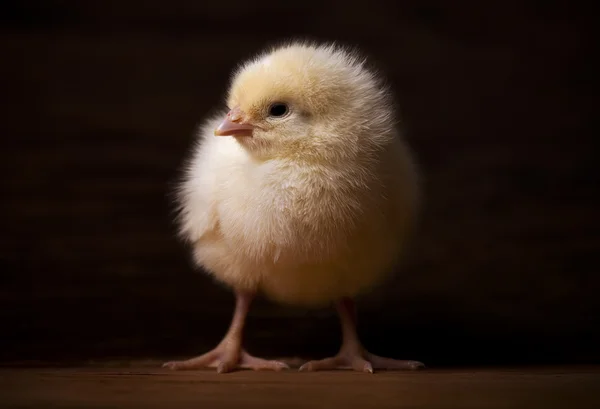 Bébi csirke — Stock Fotó