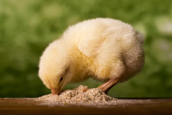Dziecko kurczaka po posiłku — Zdjęcie stockowe
