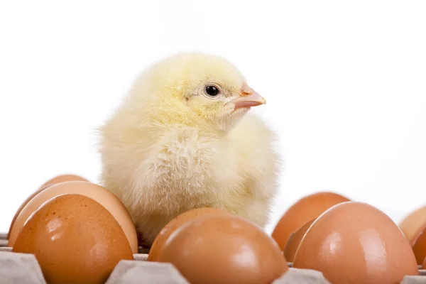 Bébé poussin sur les œufs dans le carton d'œufs — Photo