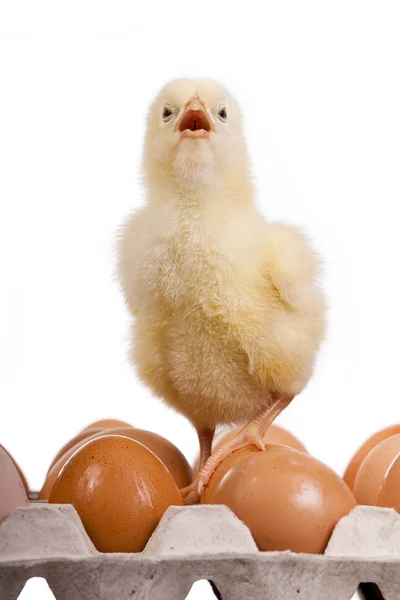 Pulcino su uova in scatola di uova — Foto Stock