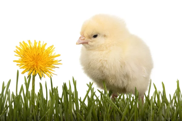 Chick in grass with dandelion — Stock Photo, Image