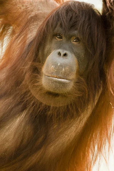 Orangutan portret — Zdjęcie stockowe