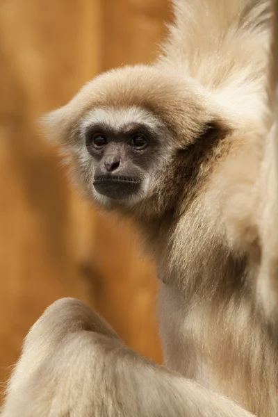 Affe - Gibbon — Stockfoto