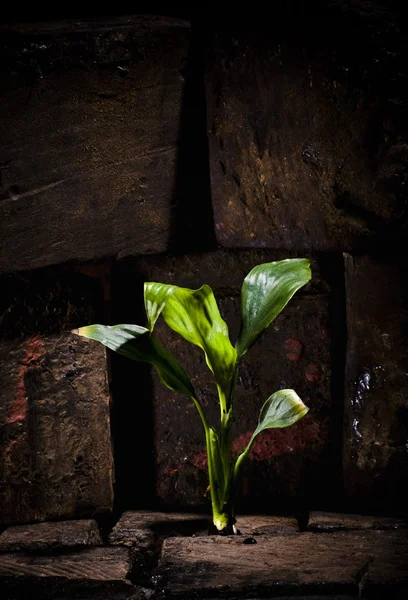 죽은 여 물통을 성장 하는 식물 지상 — 스톡 사진