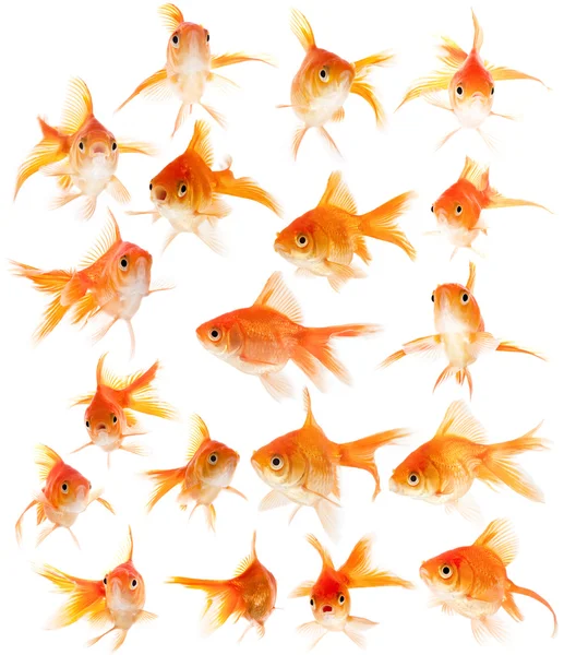Uppsättning goldfishes — Stockfoto