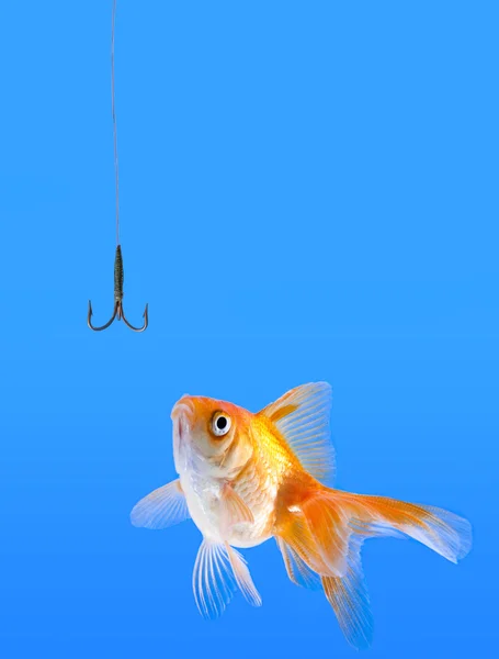 Золотая рыбка, глядящая в крючок — стоковое фото