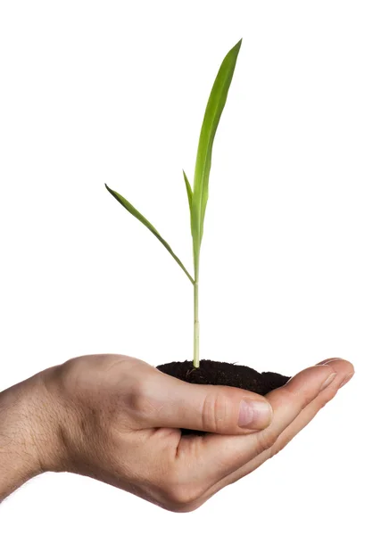 Holding small plant — Stock Photo, Image